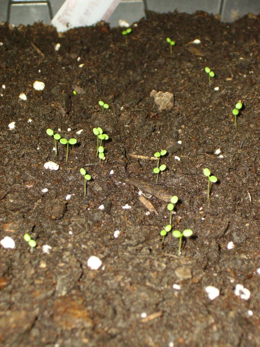 Strawberry Alexandria Alpine Seedlings 1 week old